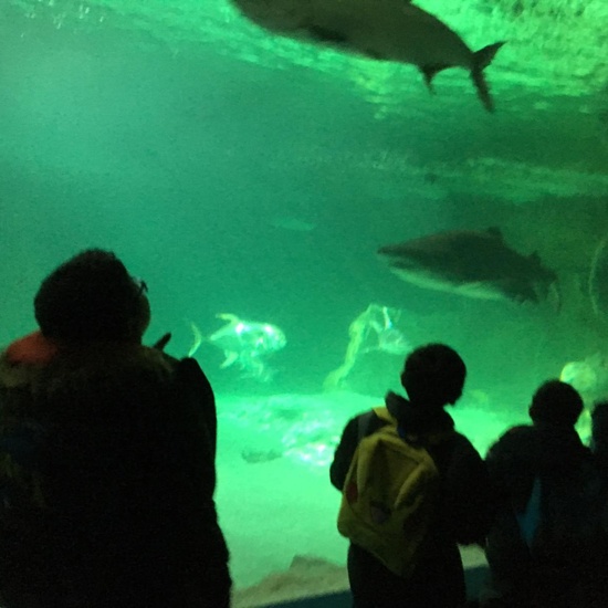 Excursión al zoo 5 años, 1º y 2º Luis Bello 36