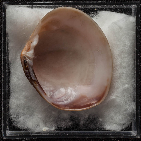 IES_ISABELLACATOLICA_BIOLOGIA_415