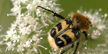 Cetónido avispa (Trichus fasciatus)