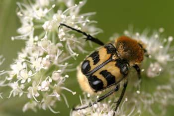 Cetónido avispa (Trichus fasciatus)