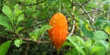 Melón Amargo, Momordica Charantia, Ecuador