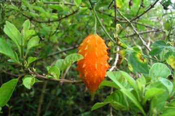Melón Amargo, Momordica Charantia, Ecuador