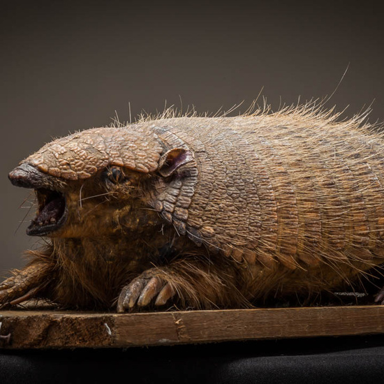 IES_ISABELLACATOLICA_BIOLOGIA_241