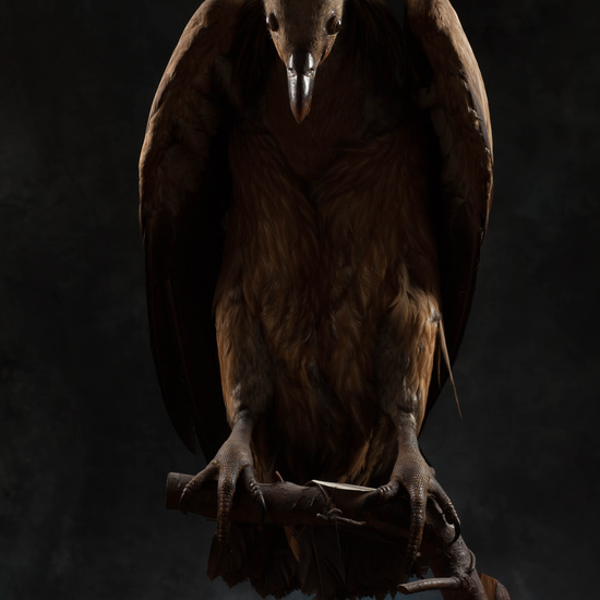 IES_SANISIDRO_MUSEO_Aves_193