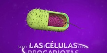 CÉLULA PROCARIOTA