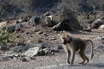Mono andando, Rep. de Djibouti, áfrica