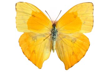 Phoebis philea (Ecuador)