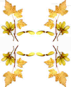 Simetría vertical y horizontal