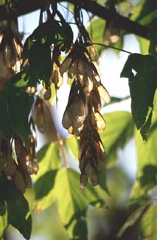 Arce negundo - Fruto (Acer negundo)