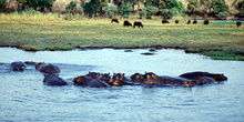 Fauna en Chobe, Botswana