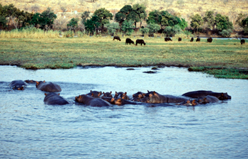 Fauna en Chobe, Botswana