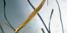 Pez aguja (Syngnathus sp)