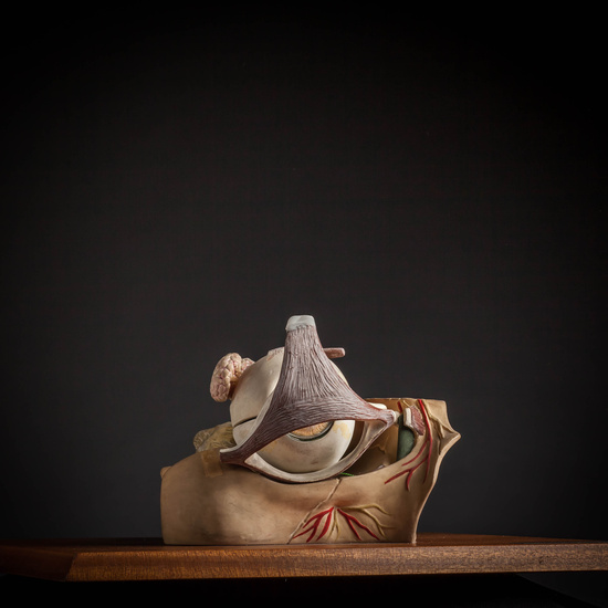 IES_CARDENALCISNEROS_ANATOMIA_MODELOS_061