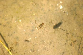 Nadador de espalda (Notonecta glauca)