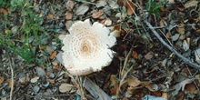 Parasol (Lepiota sp.)