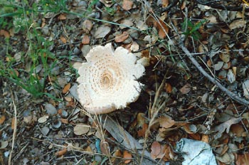 Parasol (Lepiota sp.)