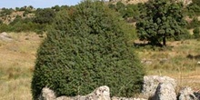 Enebro común - Porte (Juniperus communis)