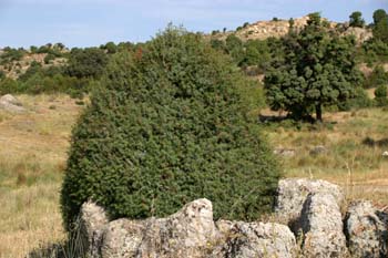 Enebro común - Porte (Juniperus communis)