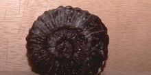 Ammonites (Ammonites) Carbonífero