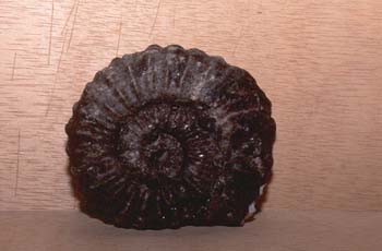 Ammonites (Ammonites) Carbonífero