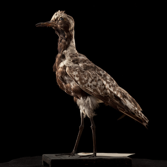 IES_SANISIDRO_BIOLOGIA_022