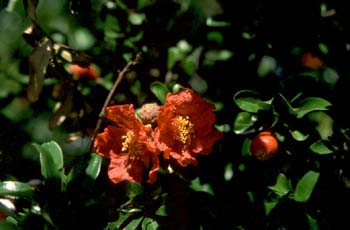 Granado - Flor (Punica granatum)