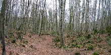 Fageda d´en Jorda de Santa Pau: extenso bosque de hayas, Garrotx