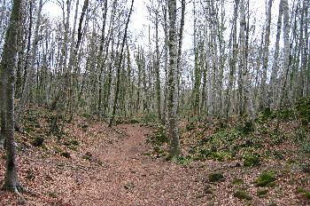 Fageda d´en Jorda de Santa Pau: extenso bosque de hayas, Garrotx