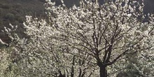 Cerezo - Porte (Prunus avium)