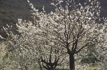 Cerezo - Porte (Prunus avium)