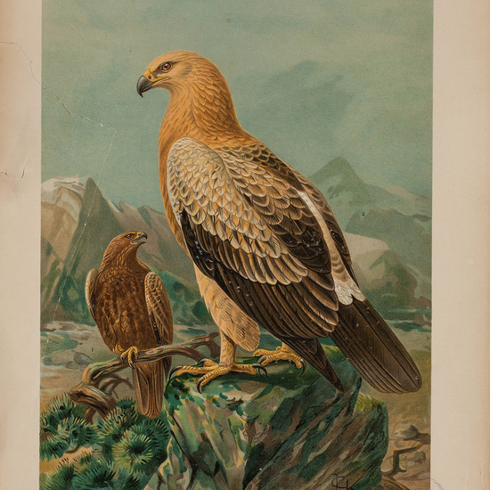 IES_CARDENALCISNEROS_AVES_LAMINAS_195