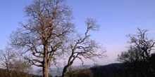 Rebollo / melojo - Porte (Quercus pyrenaica)