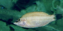 Labrido (Symphodus tenca)