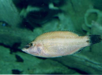 Labrido (Symphodus tenca)