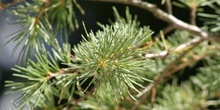 Cedro del Líbano (Cedrus libani)