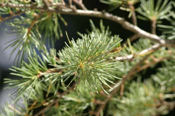 Cedro del Líbano (Cedrus libani)