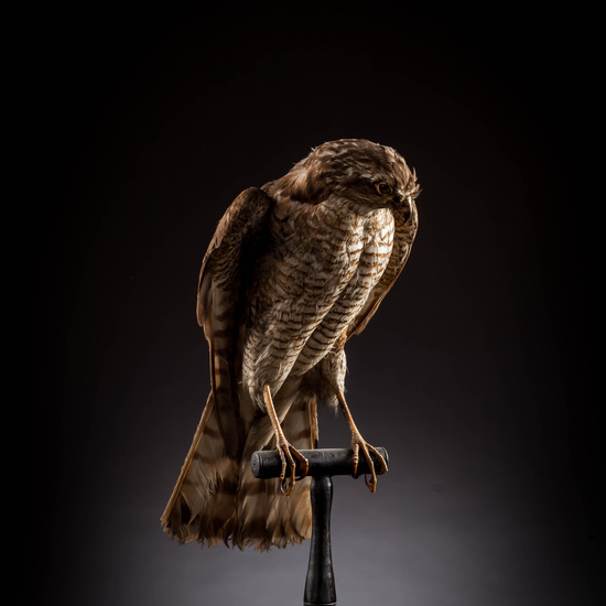 IES_SANISIDRO_MUSEO_Aves_072