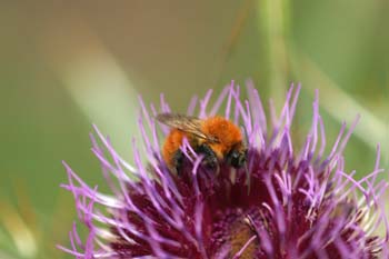 Abejorro (Bombus pratorum)