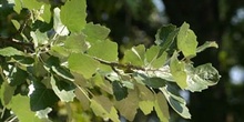 álamo cano - Hoja (Populus canescens)
