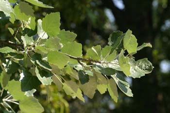 álamo cano - Hoja (Populus canescens)