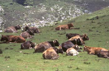 Vaca doméstica (Bos taurus)