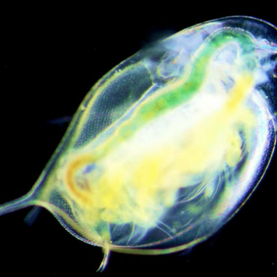 Daphnia pulex 