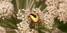 Araña (Araneus marmoreus)