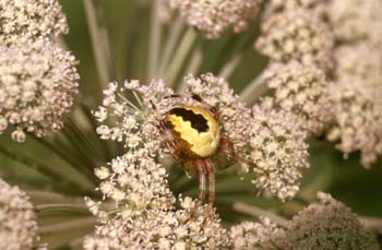 Araña (Araneus marmoreus)