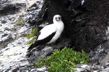 Piquero enmascarado, Sula dactylatra, Ecuador
