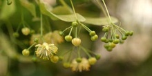 Tilo común - Capullos (Tilia platyphyllos)