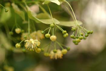 Tilo común - Capullos (Tilia platyphyllos)