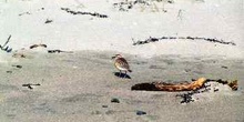 Pájaro en playa cercana a cabo de Reinga, Nueva Zelanda