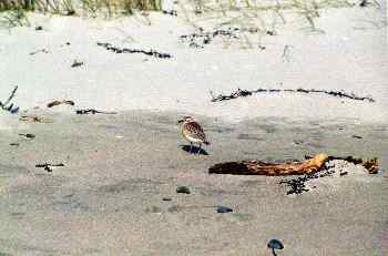 Pájaro en playa cercana a cabo de Reinga, Nueva Zelanda