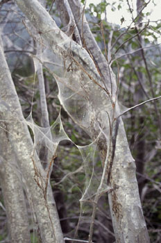 Orugas Ataque (Heterocera)